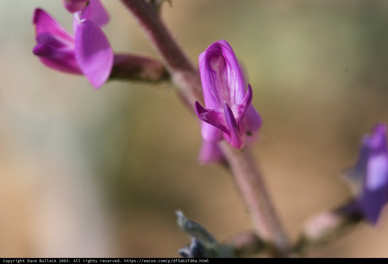 Purple Geranium