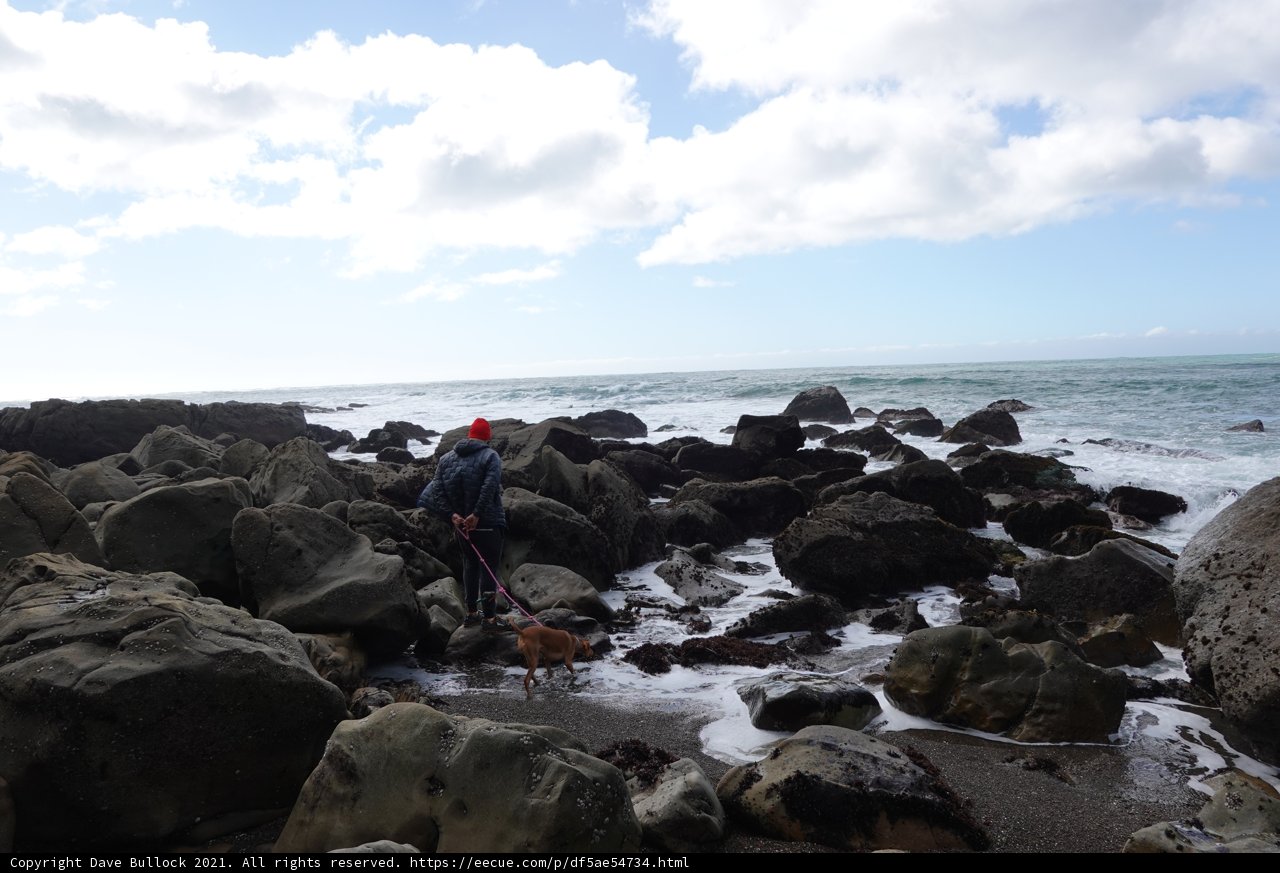 Rocky Beach Walk with Furry Friend