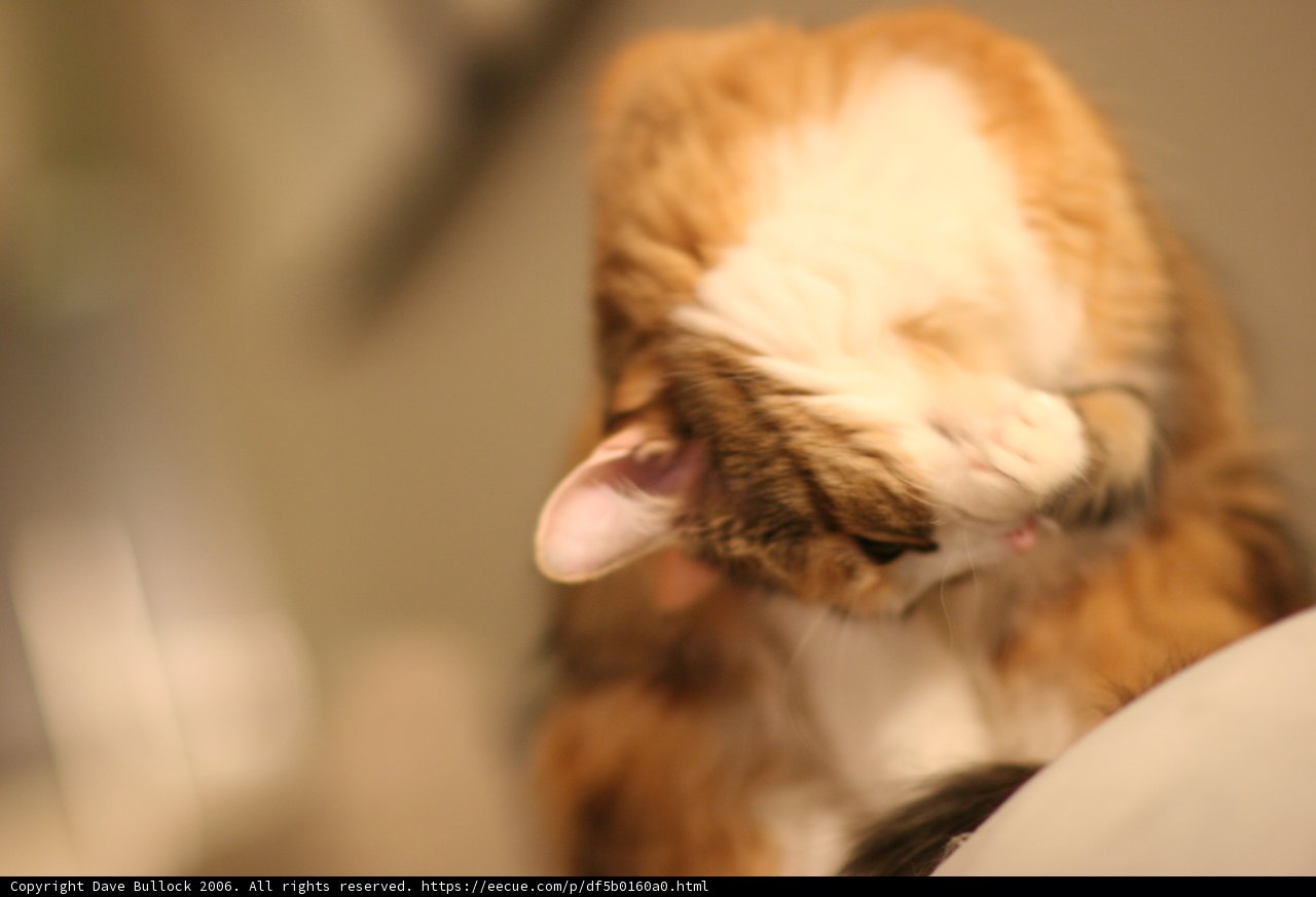 Cuddly Kitten