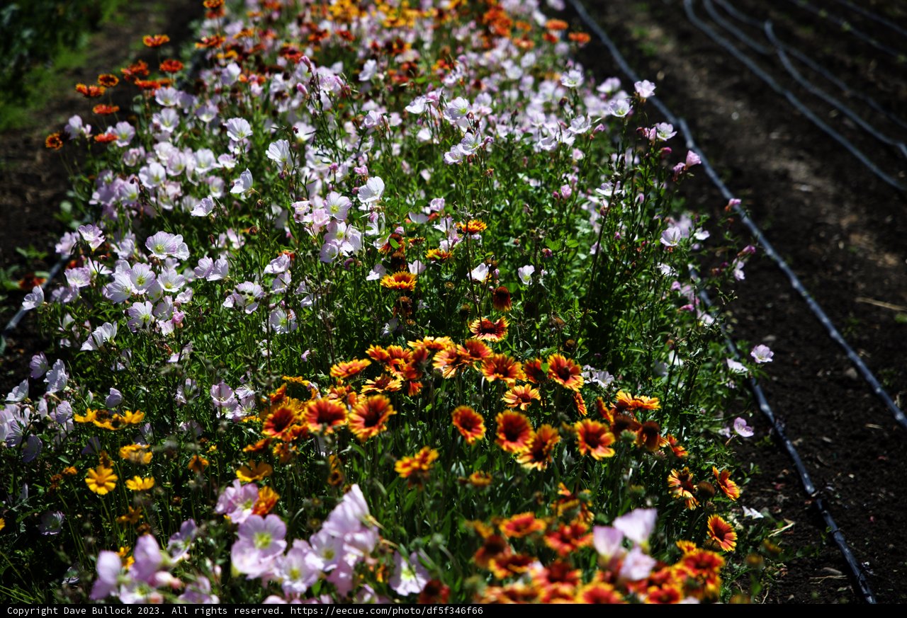 Vibrant Blooms in Sustainable Agriculture
