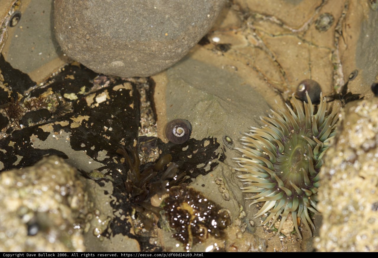 Sea Urchin on Rocky Terrain