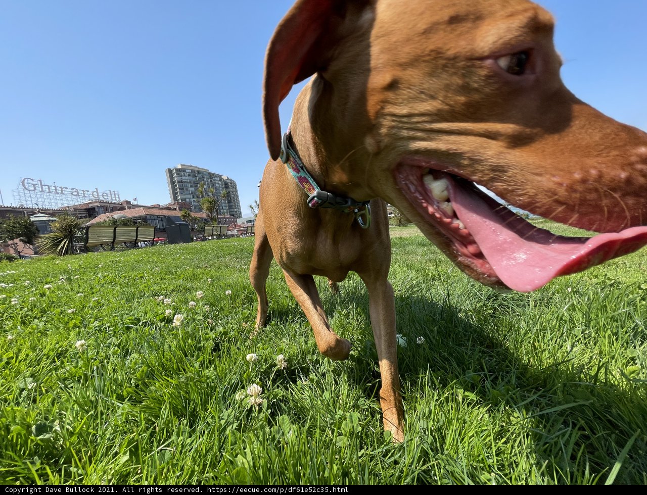 Happy Dog in the Grass