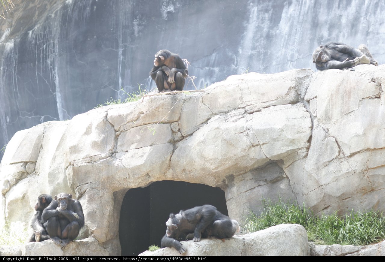 Gathering of Primates