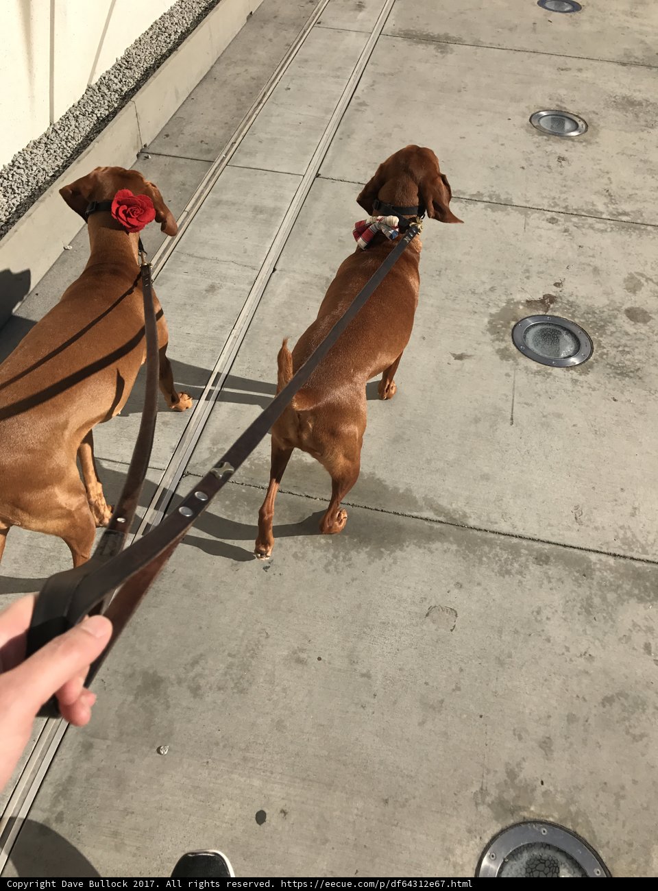 Two Canines on a Leash along The Broad