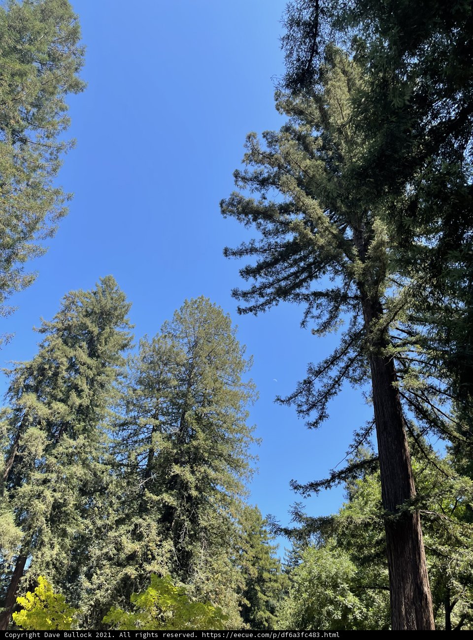 Tall Forest Grove