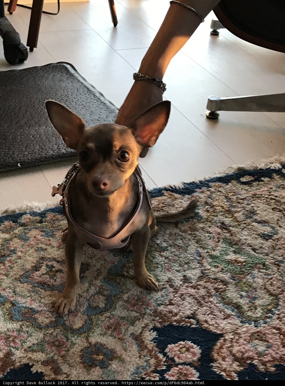 Pawsitively Posh