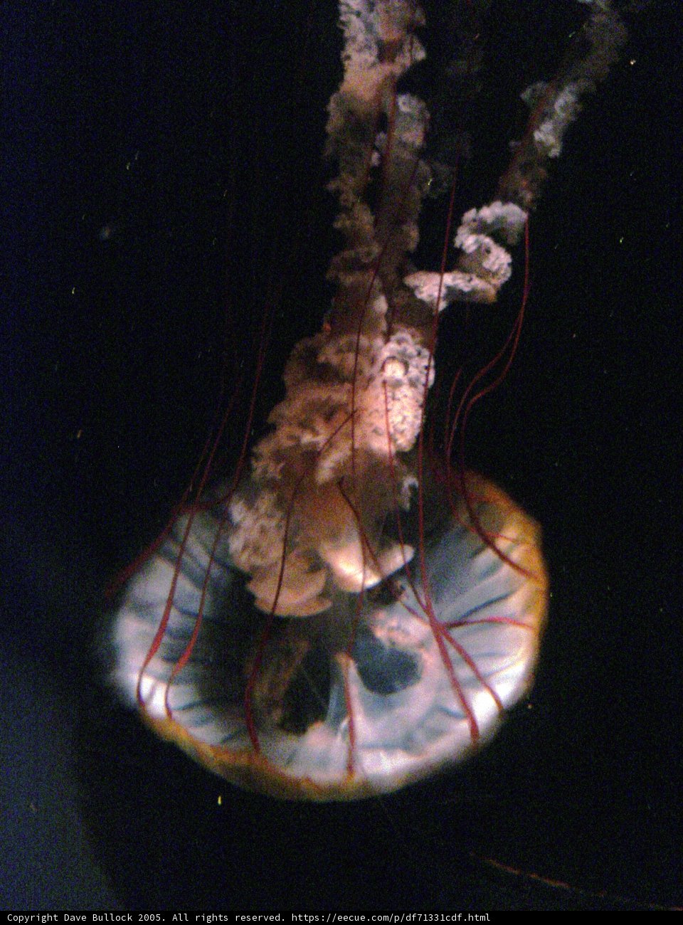 Graceful Sea Creature