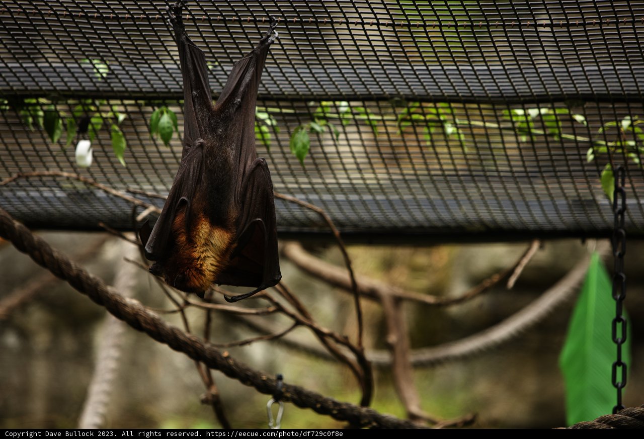 The Upside-Down World of Bats