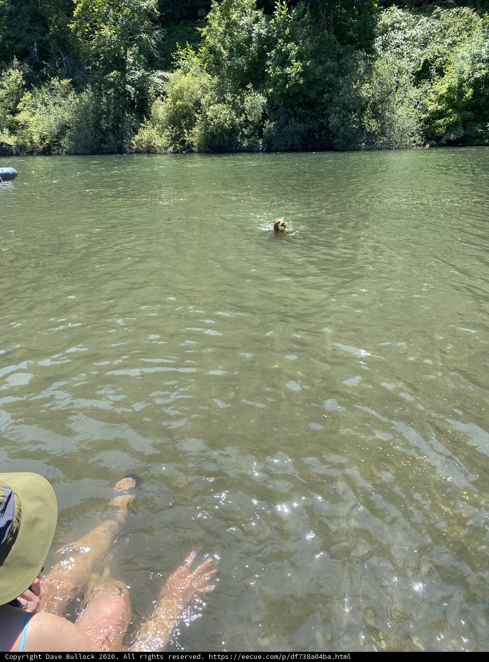 Fun in the Sun with Man's Best Friend