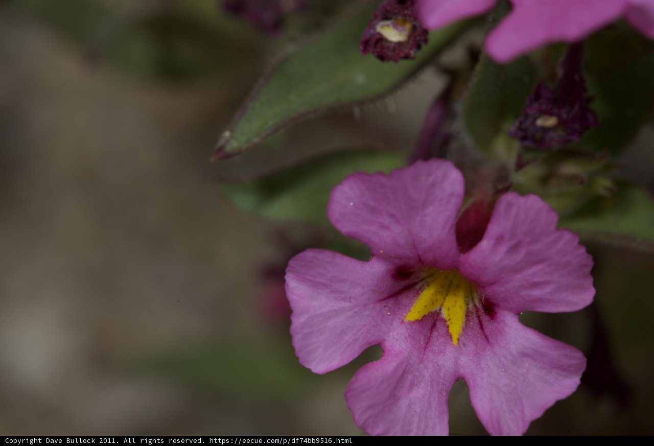 Pink Geranium Flower with Yellow Center