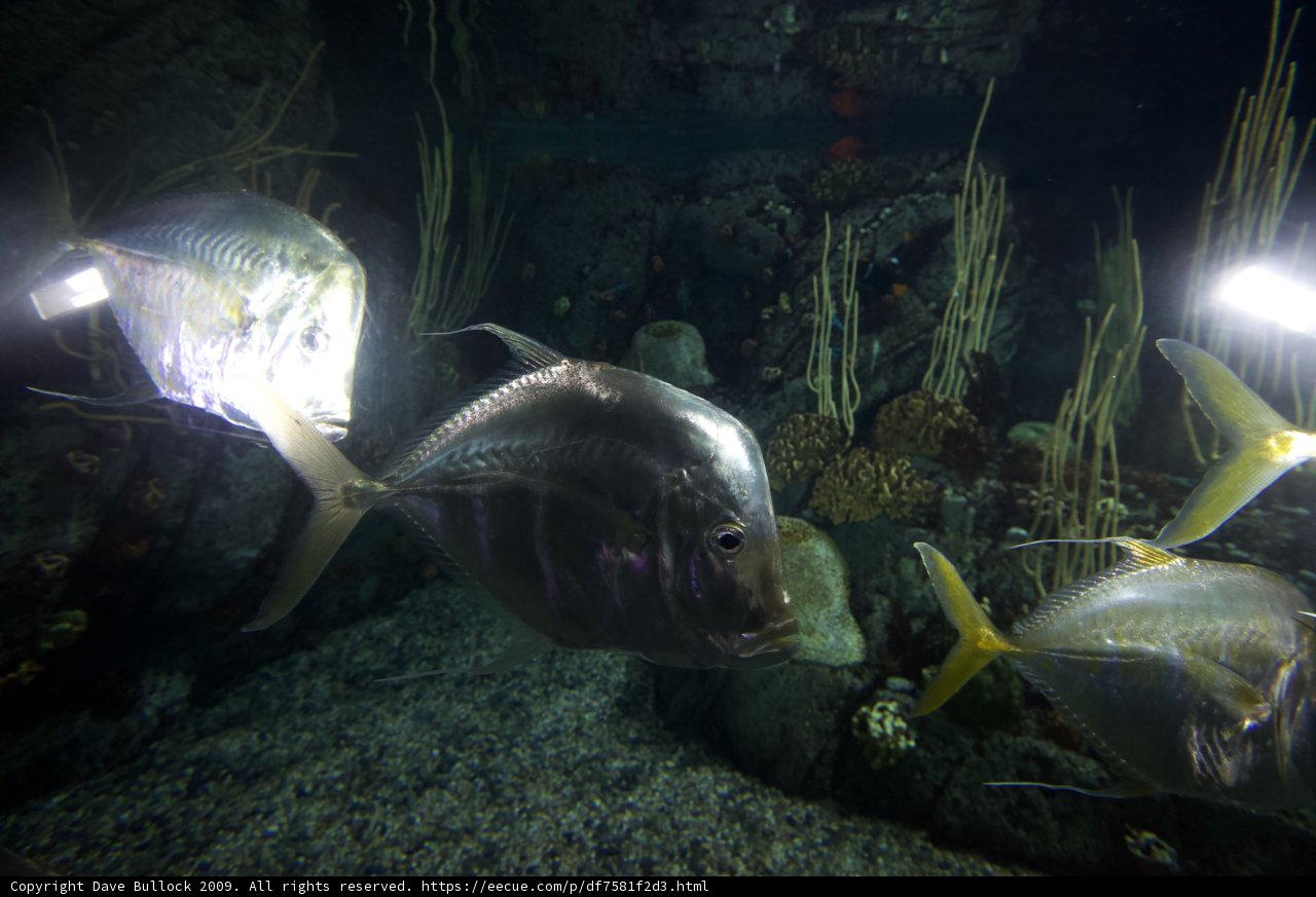 Glowing Aquatic Life in Aquarium
