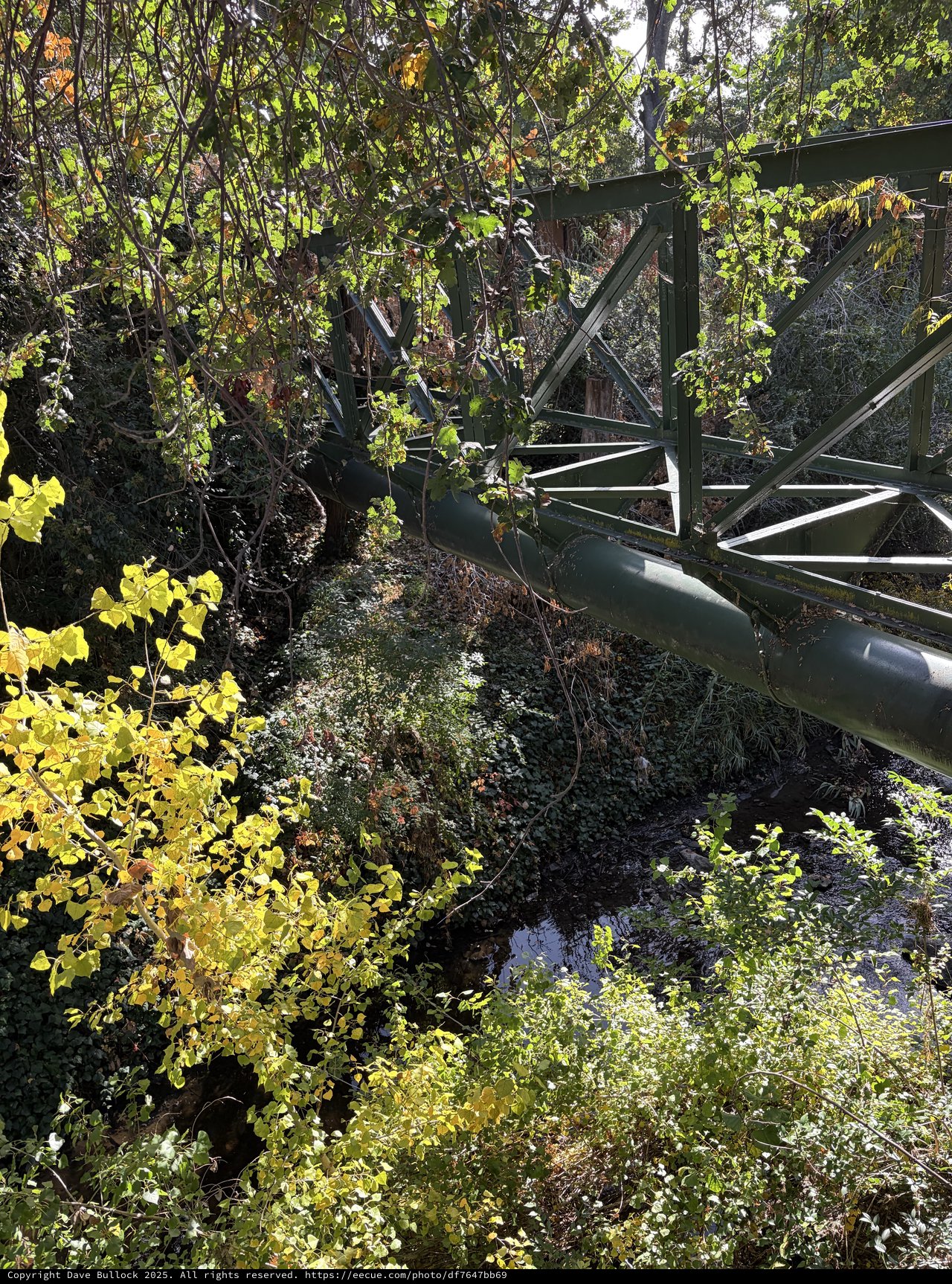 Abandoned Bridge Reclaimed by Nature