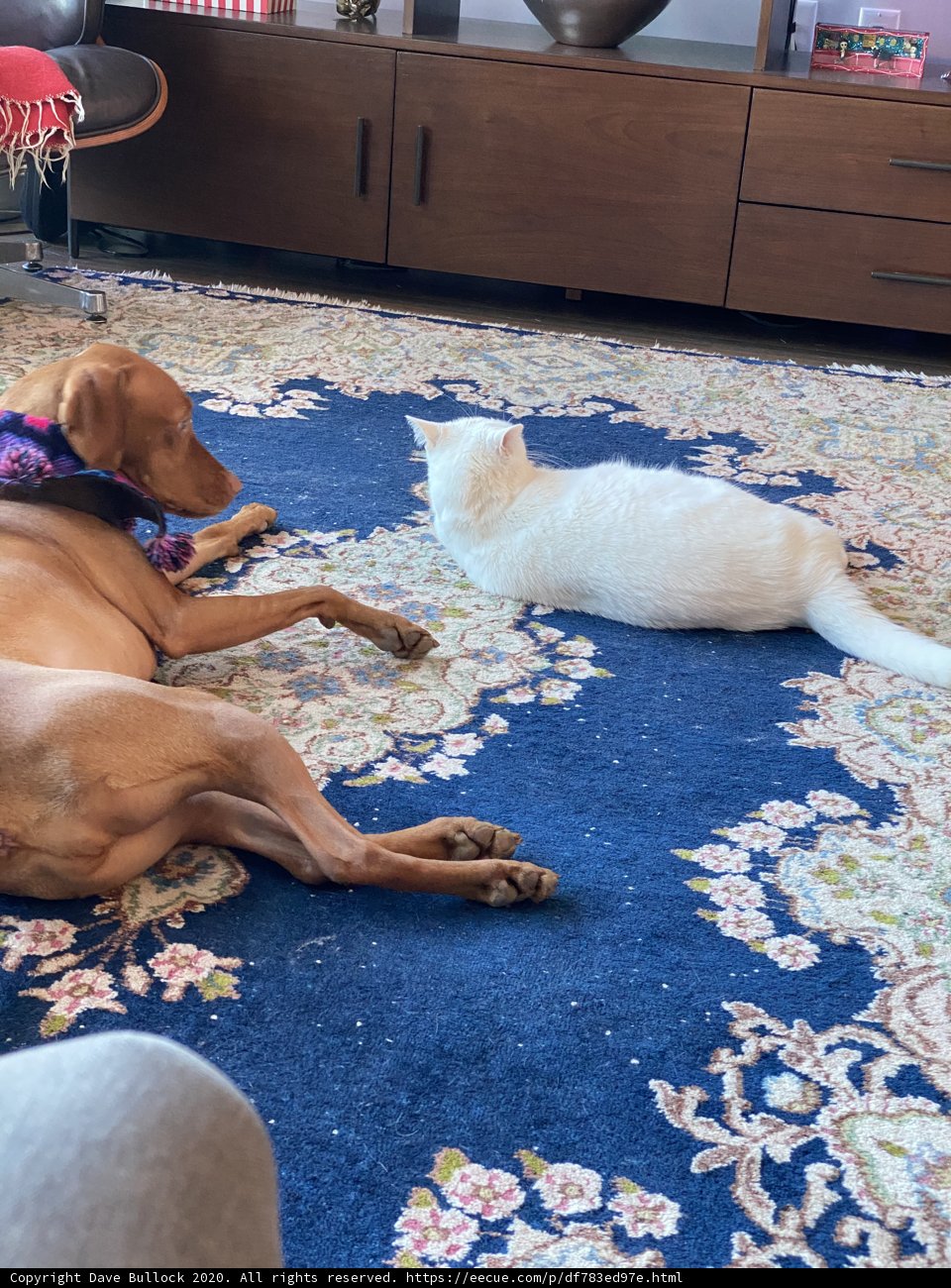 Furry Friends at Home