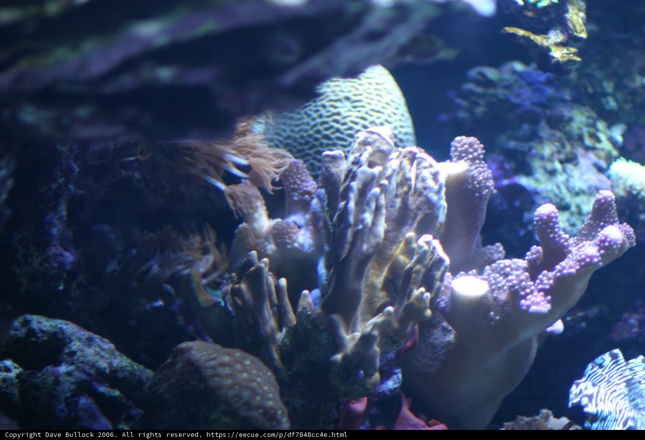 A Colorful World Underwater