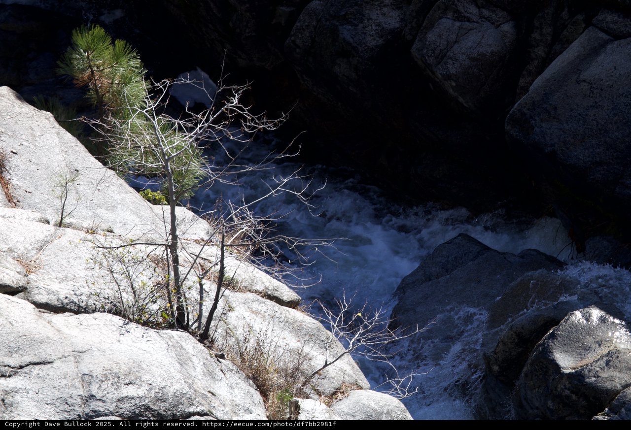 Resilient Trees Clinging to Granite Above Rushing Winter Waters