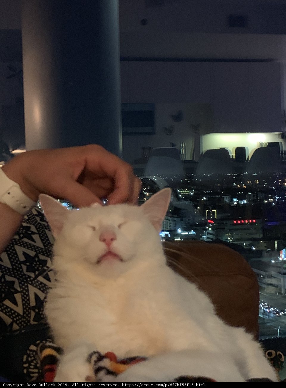 Cozy Lap Companion
