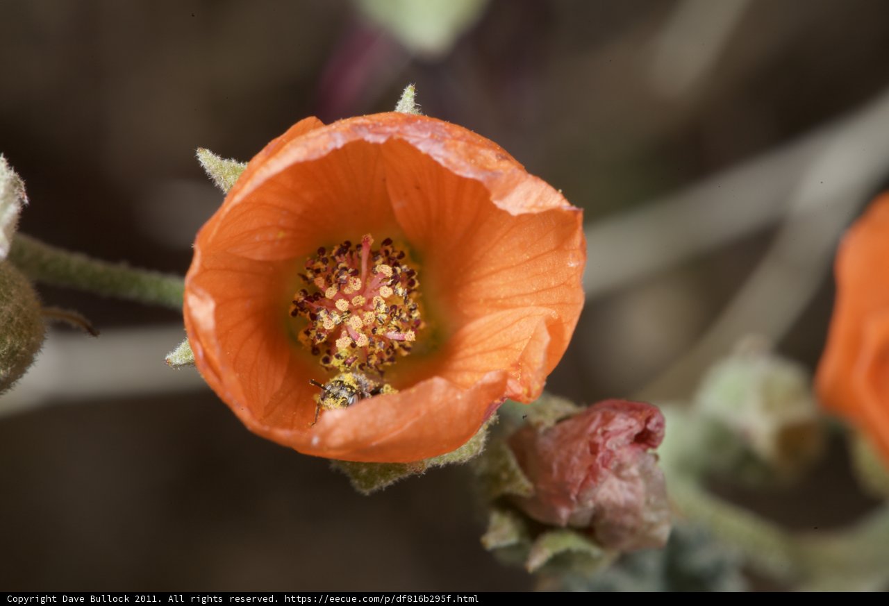 Bee Collecting Pollen on an Orange Geranium Flower