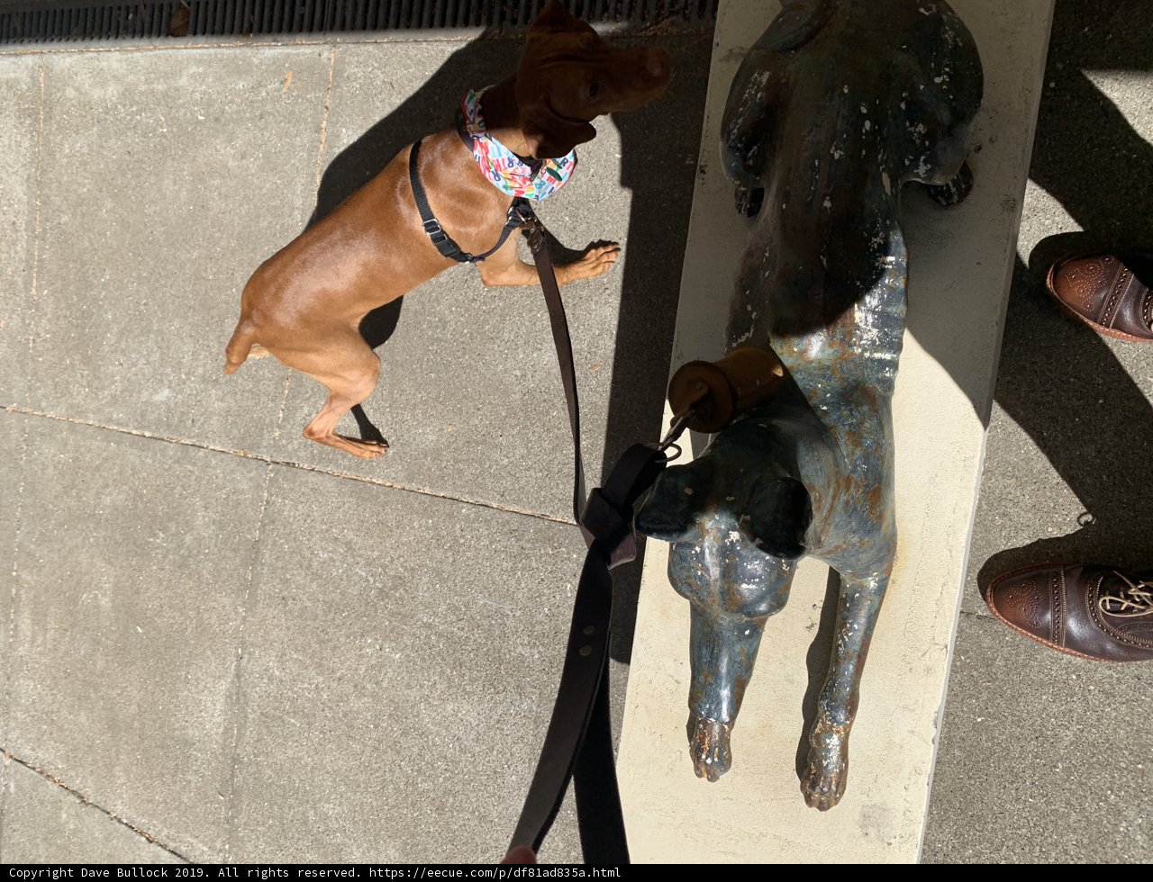 Canine Explorer