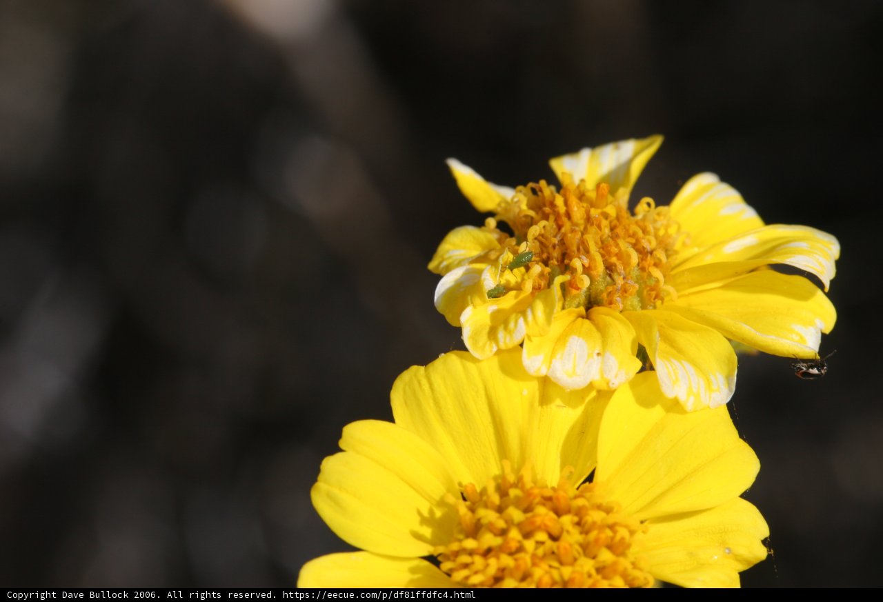Pollen Collecting