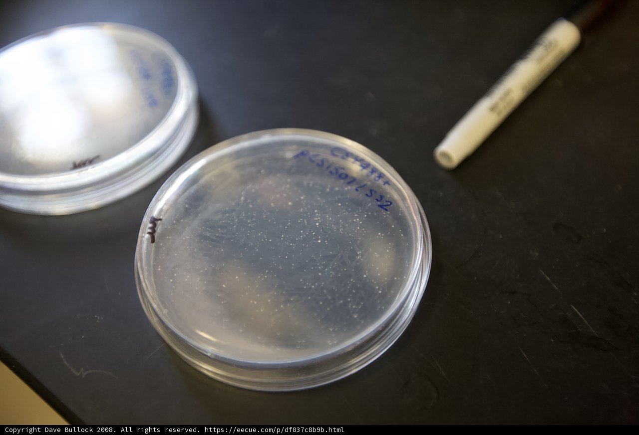 White Marked Petri Dishes