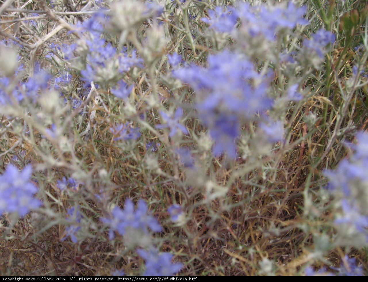 Field of Blue Geraniums