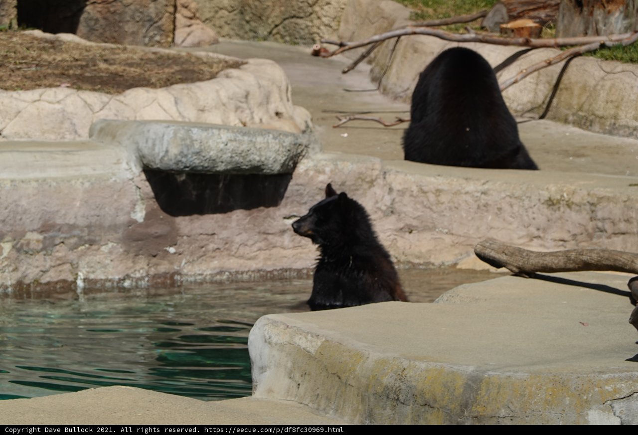 Majestic Black Bear on the Rocks
