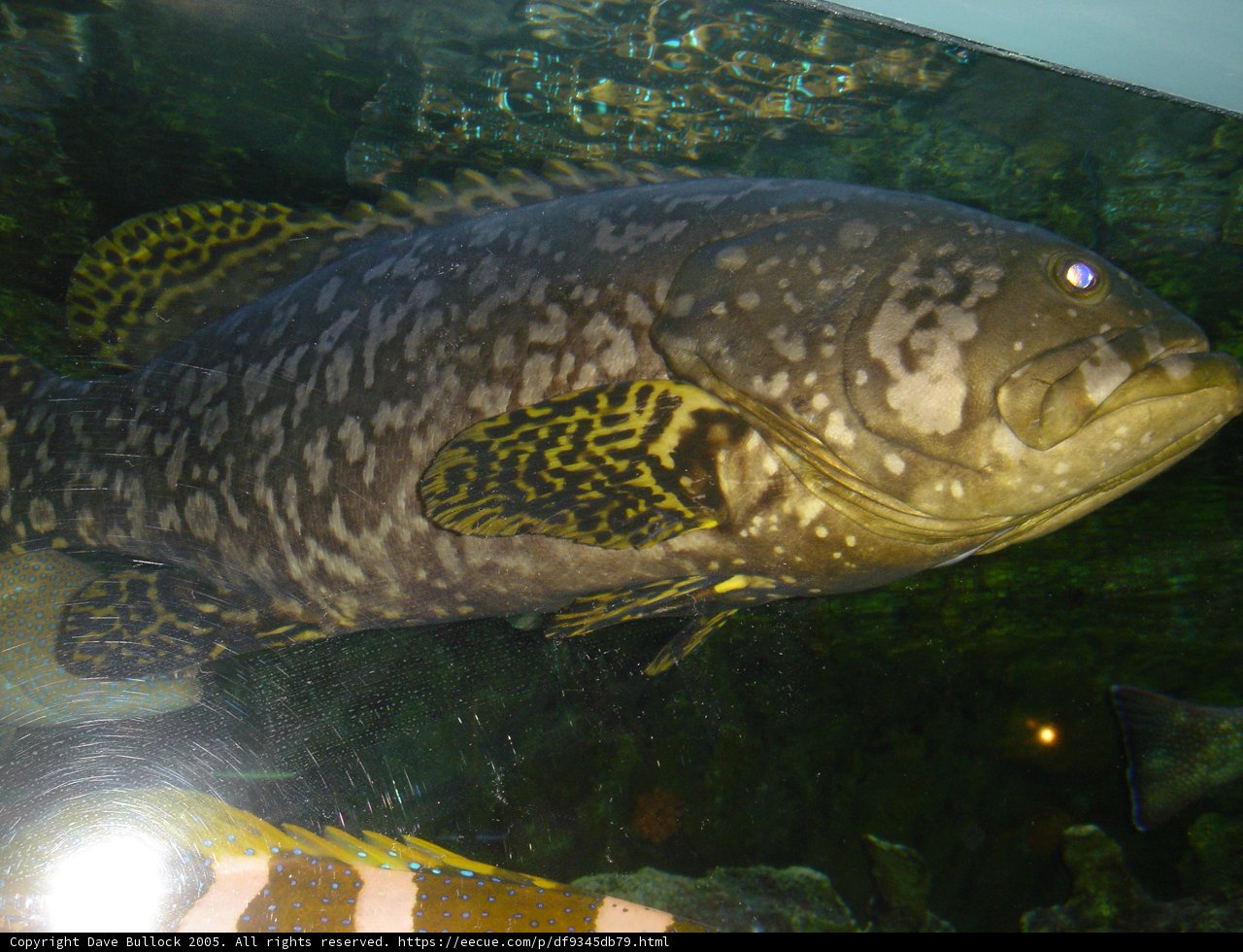 Majestic Trout in Underwater Tank