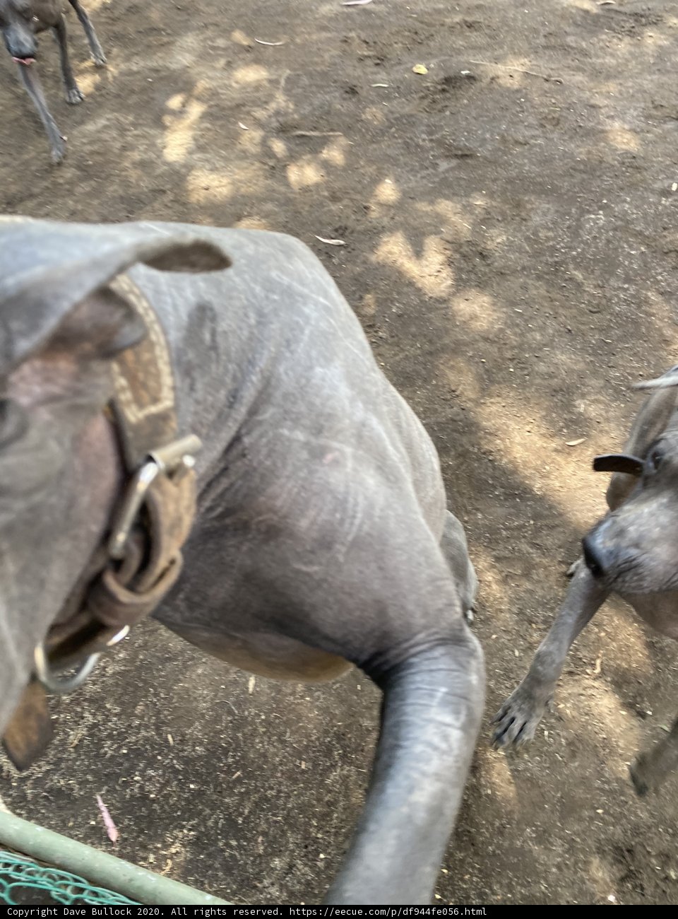Canine Playtime in Xochimilco