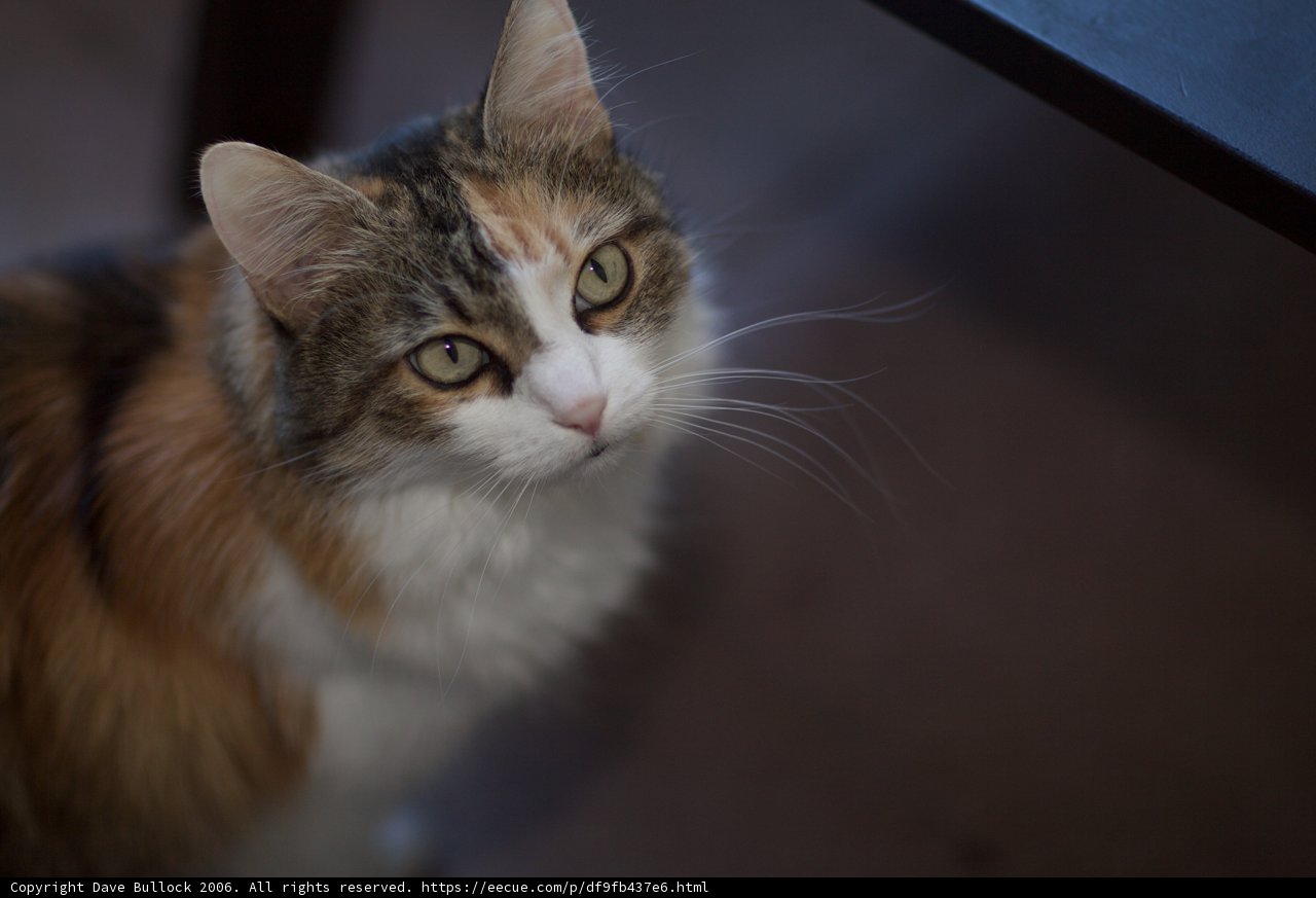 Serene Manx Calico Cat