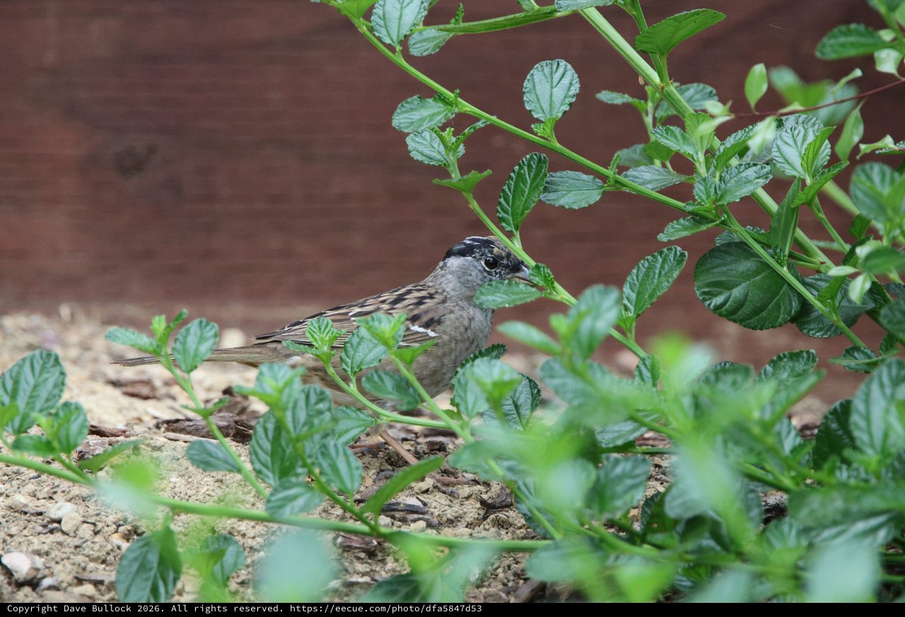 Golden-Crowned Sparrow Foraging Among Green Foliage