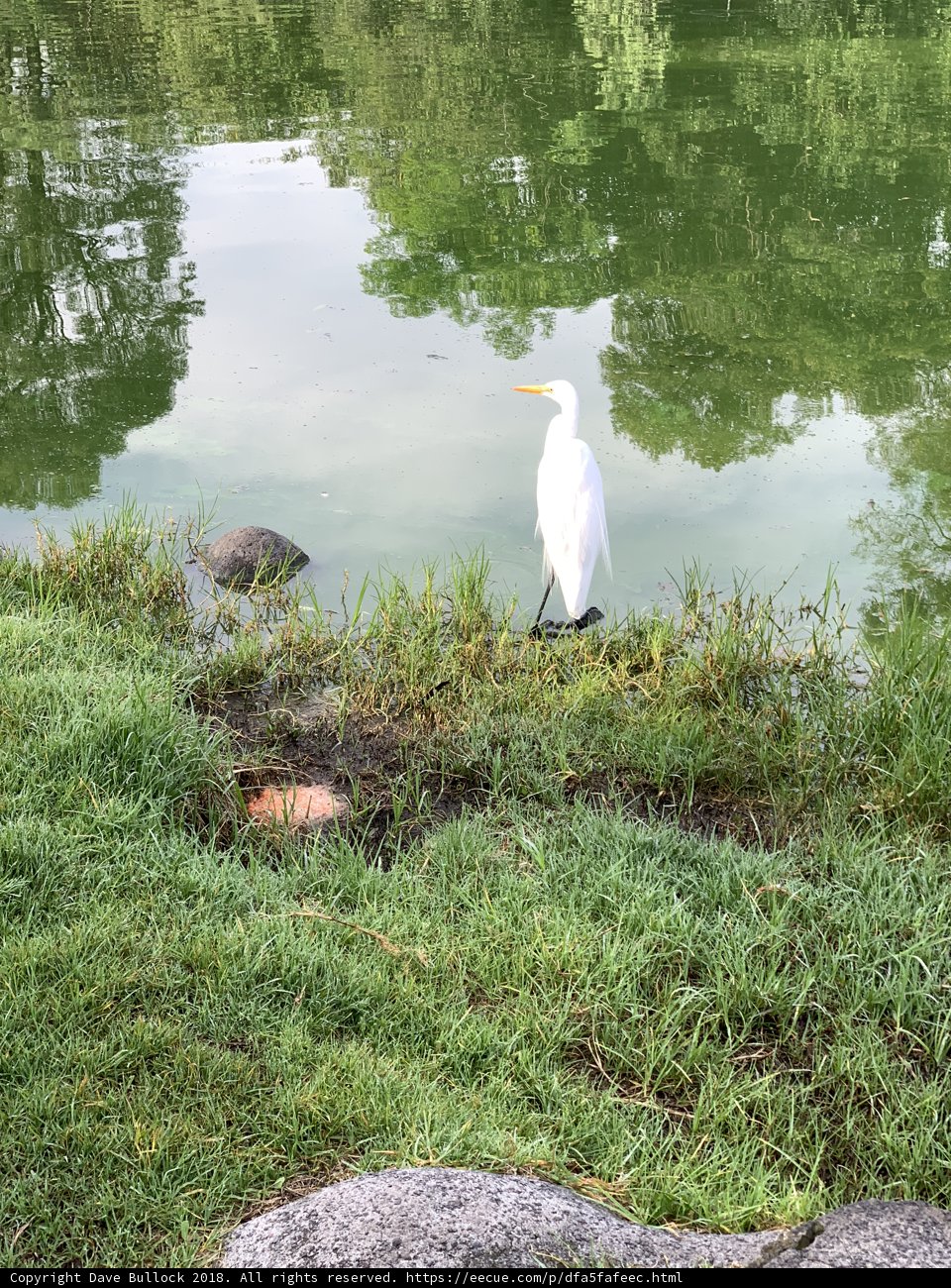 Tranquil Pond Life
