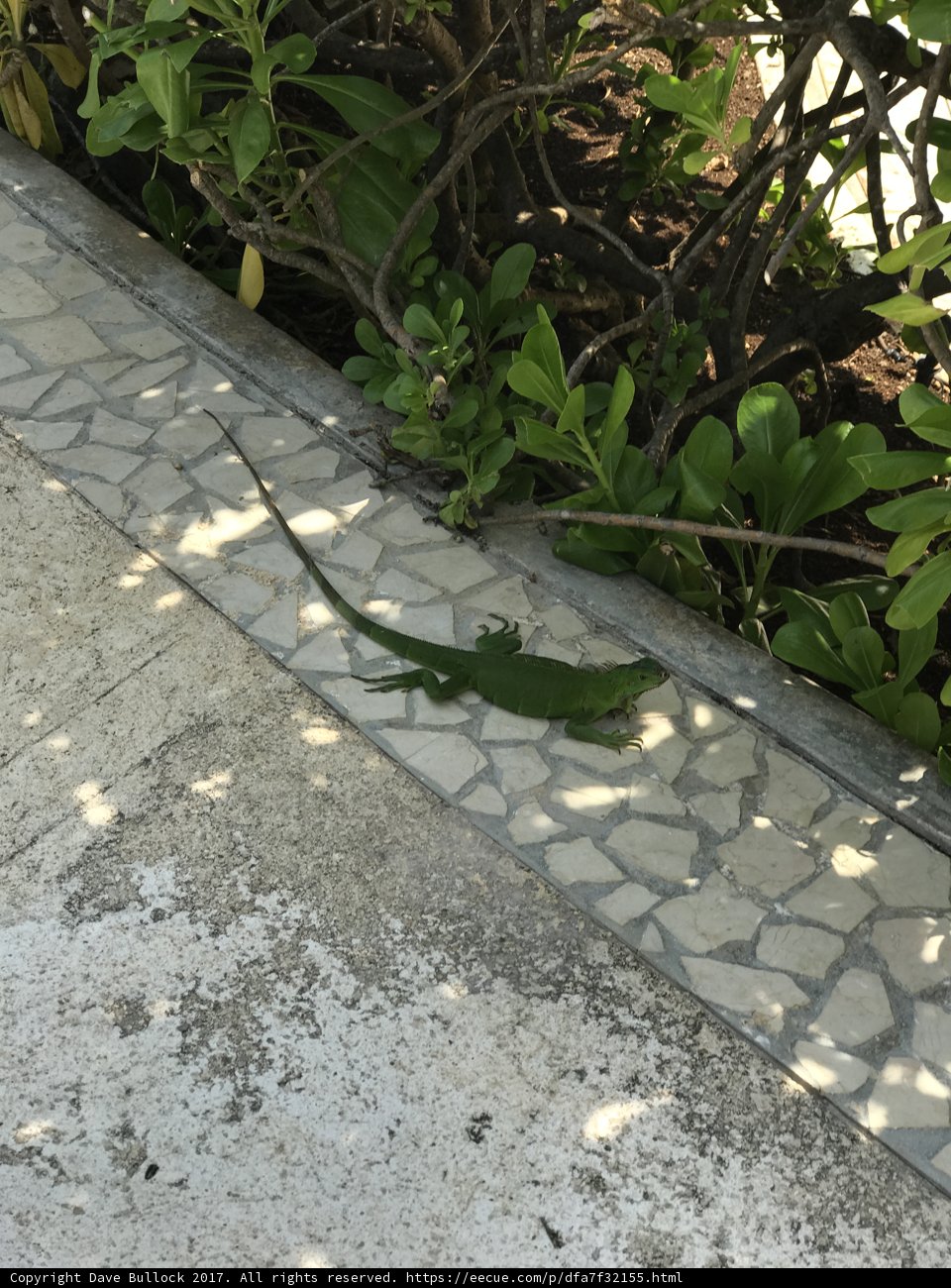 Sidewalk Encounter