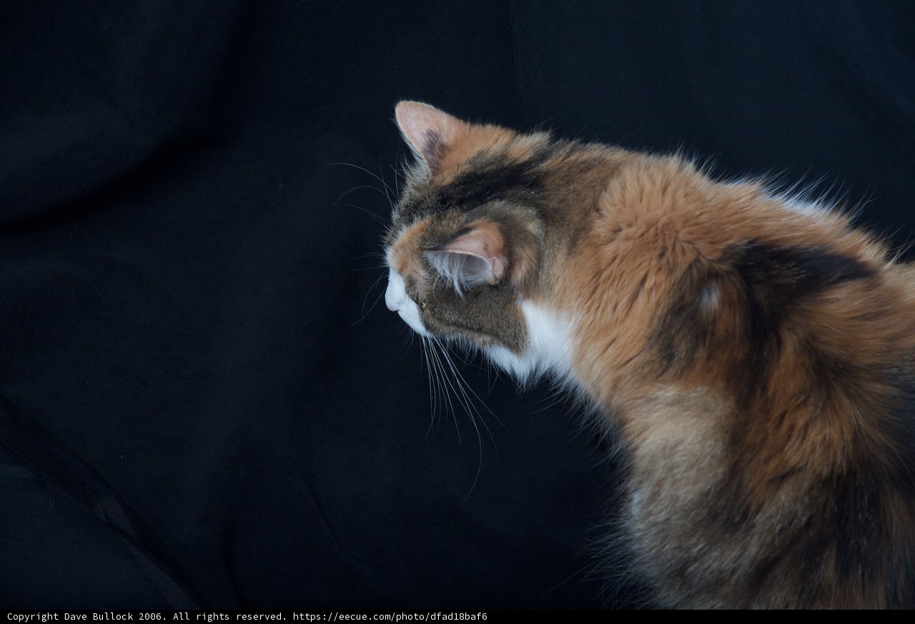 Curious Calico