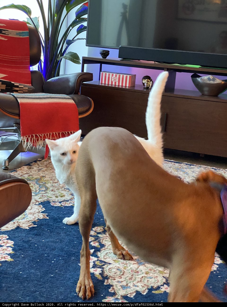 Playtime in the Living Room