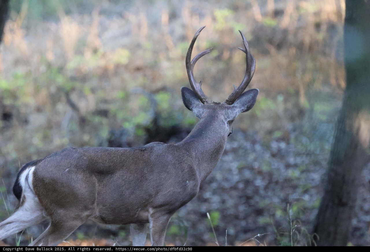 Majestic Morning Encounter