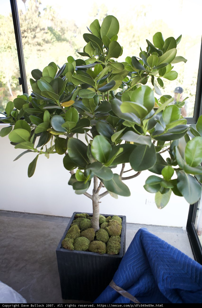 Green Foliage in a Sleek Black Pot