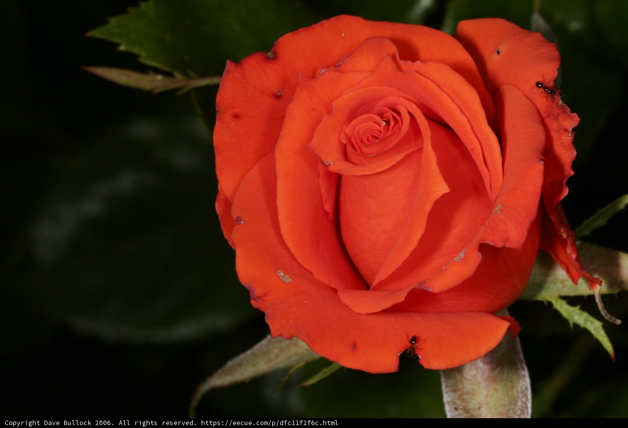 Vibrant Orange Rose