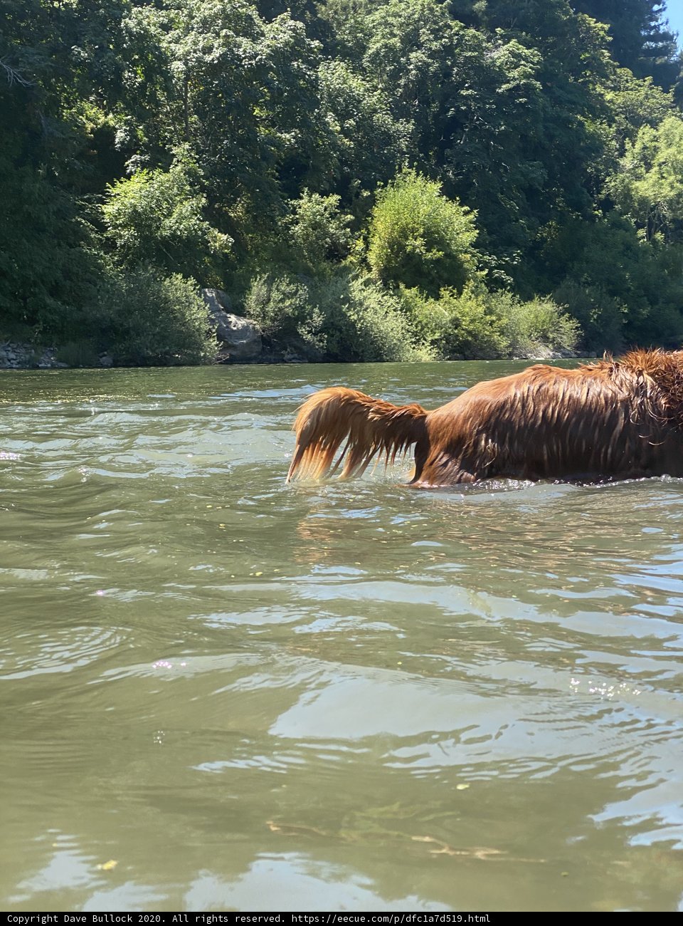 Summer Swim