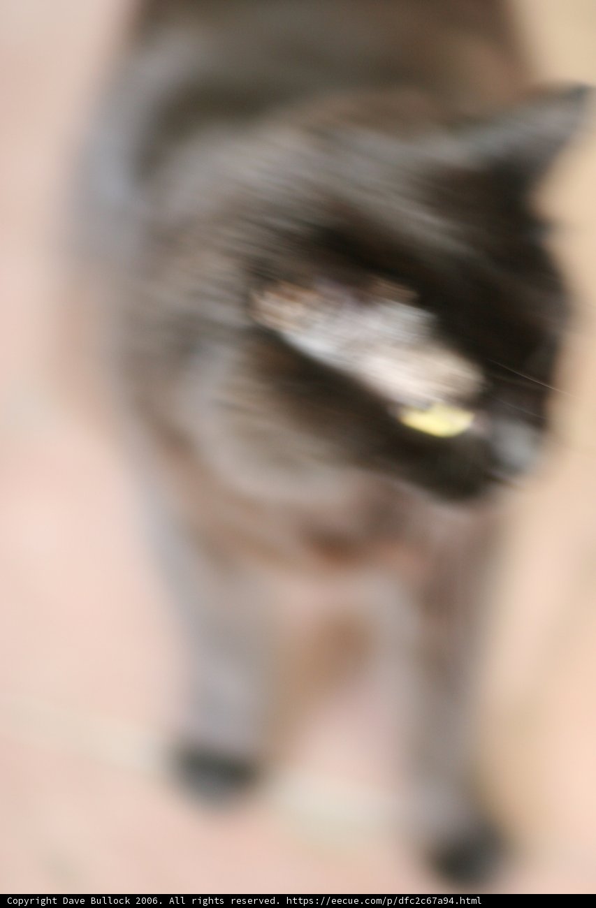 Feline Frenzy