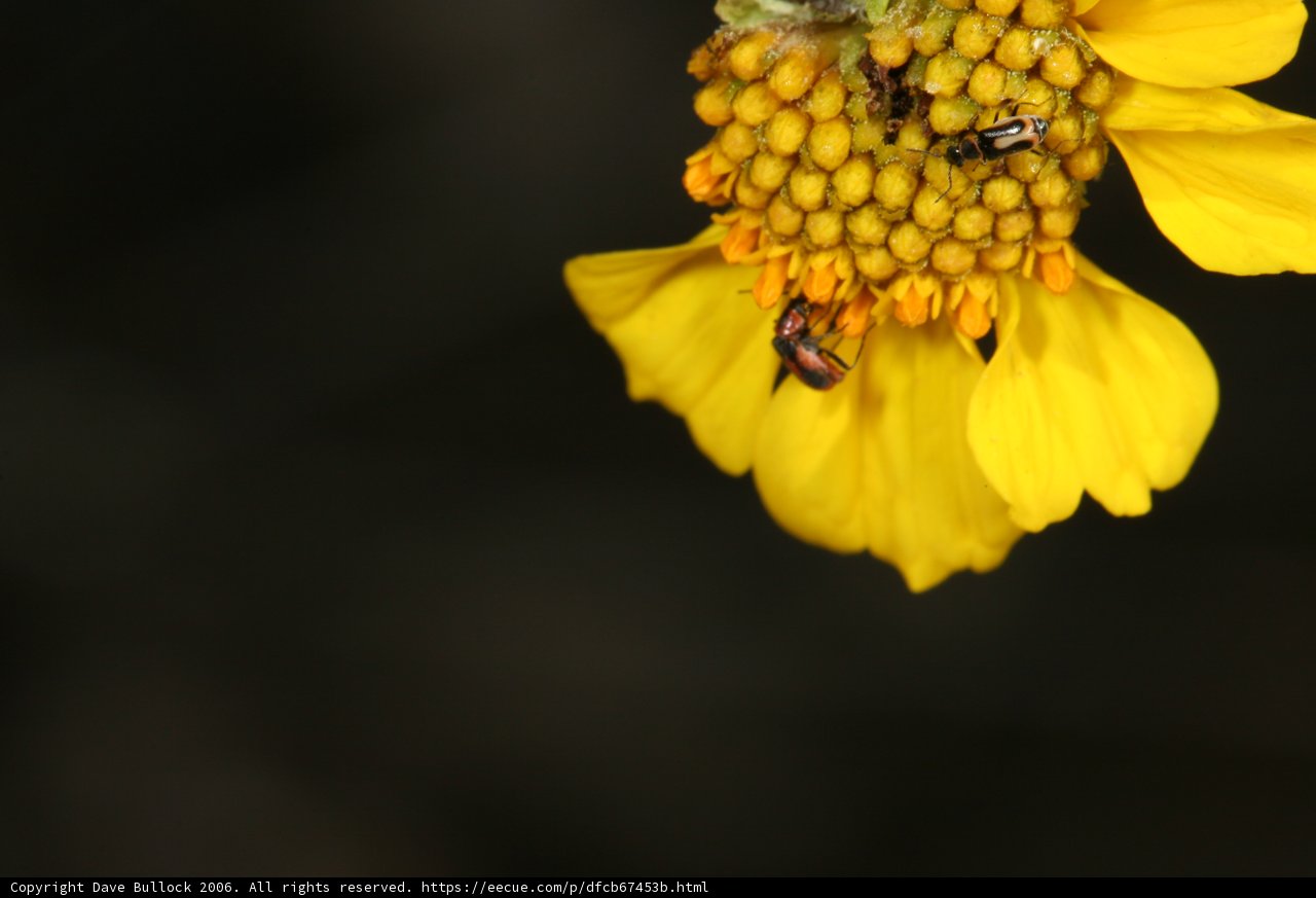 Pollinating Bee