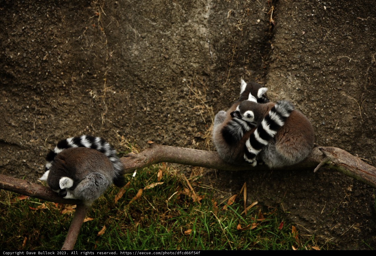 Lemur Trio at the Oakland Zoo, 2023