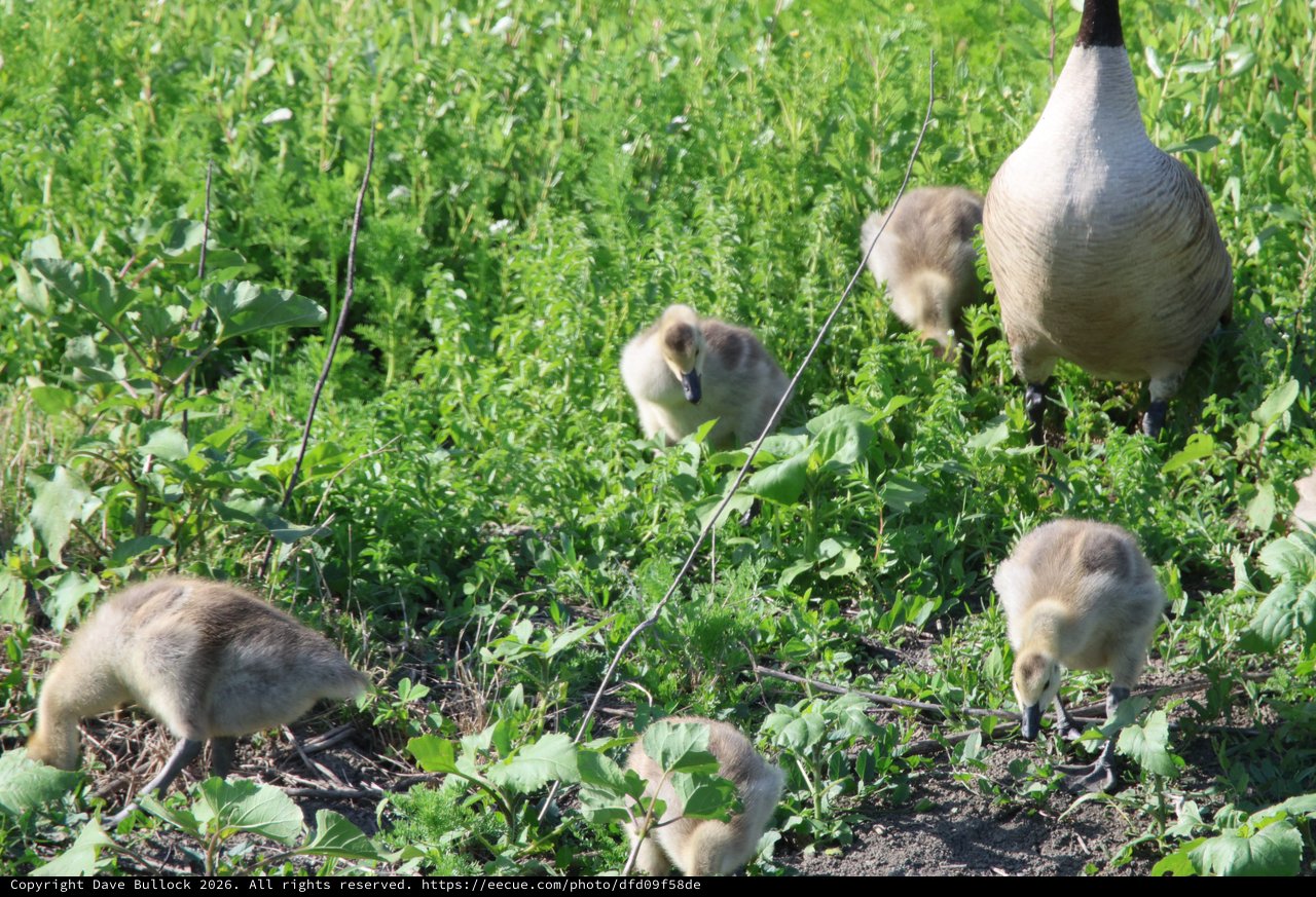 Canada Goose Family Foraging in Wetland Grassland