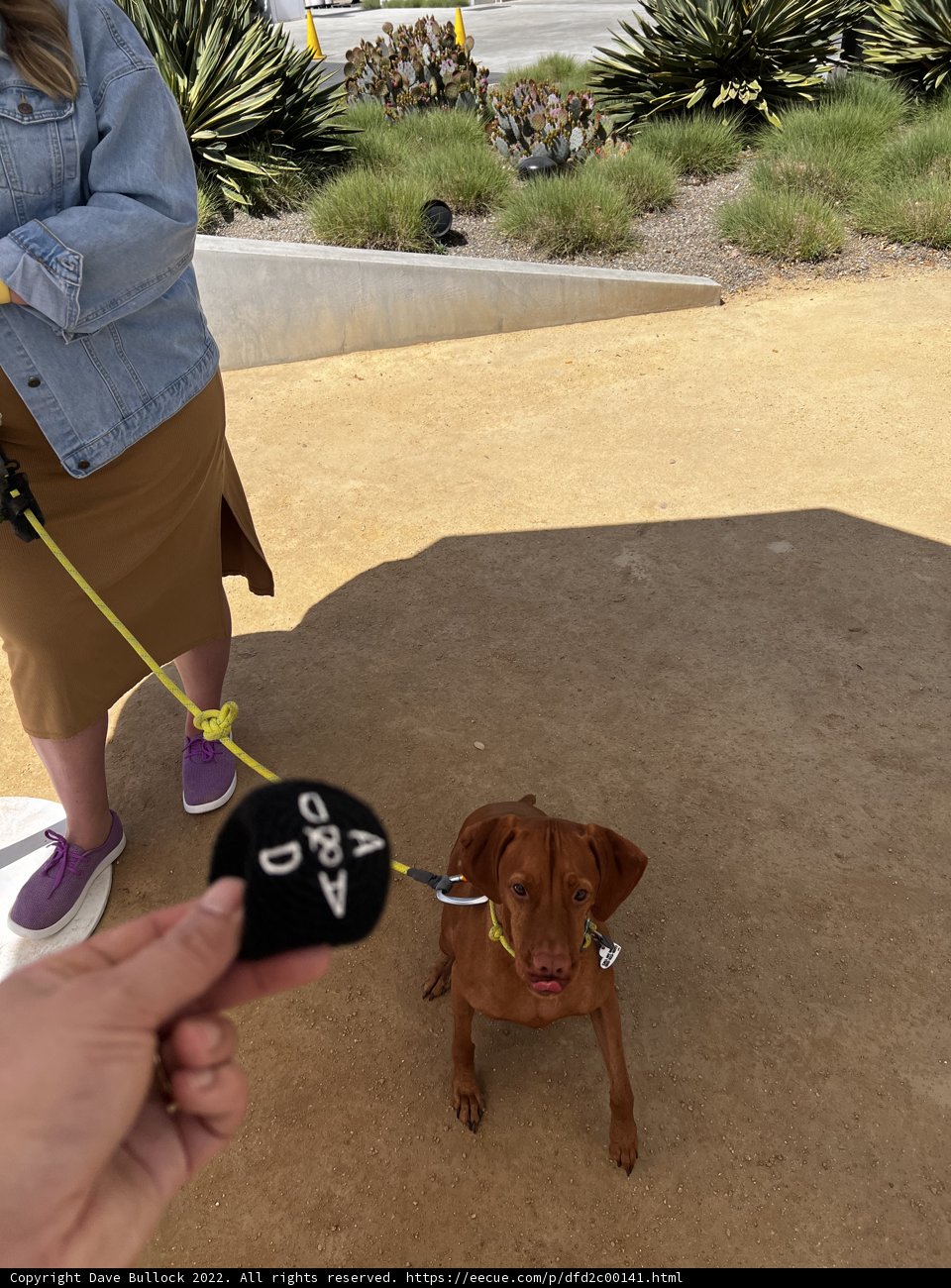 A Day at the Park with My Pup