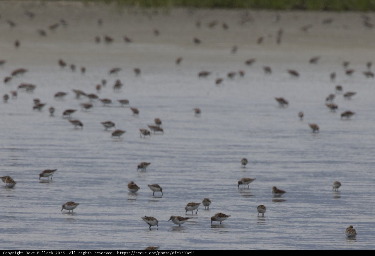 Dance of the Sandpipers