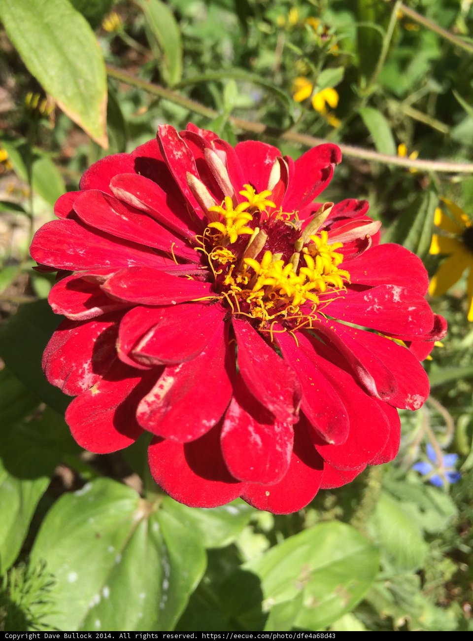 Red Daisy with Yellow Center