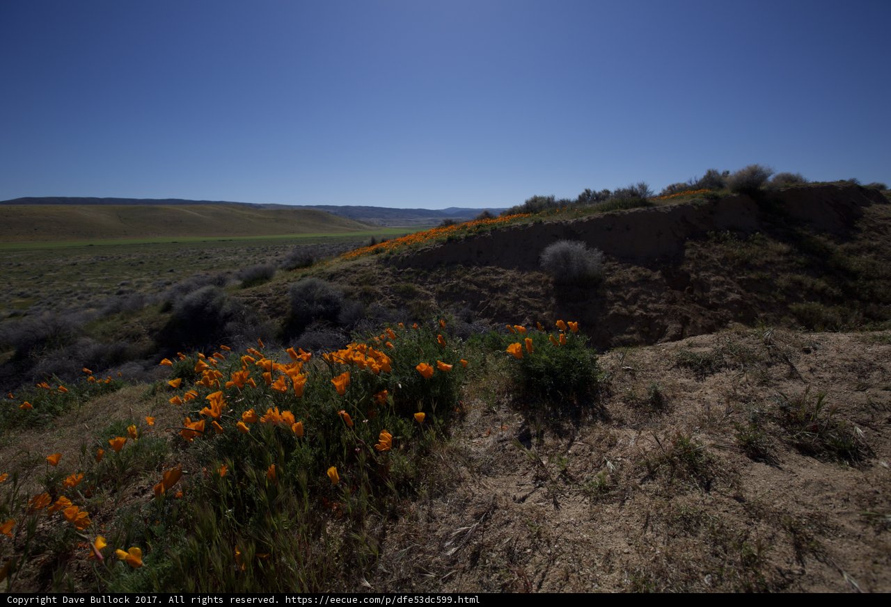 Serene Hillside