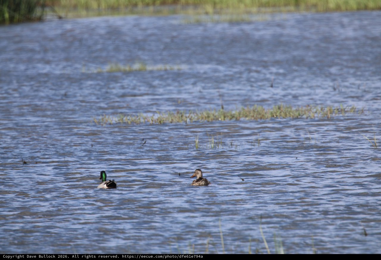 Mallard Pair Swimming in Wetland Waters