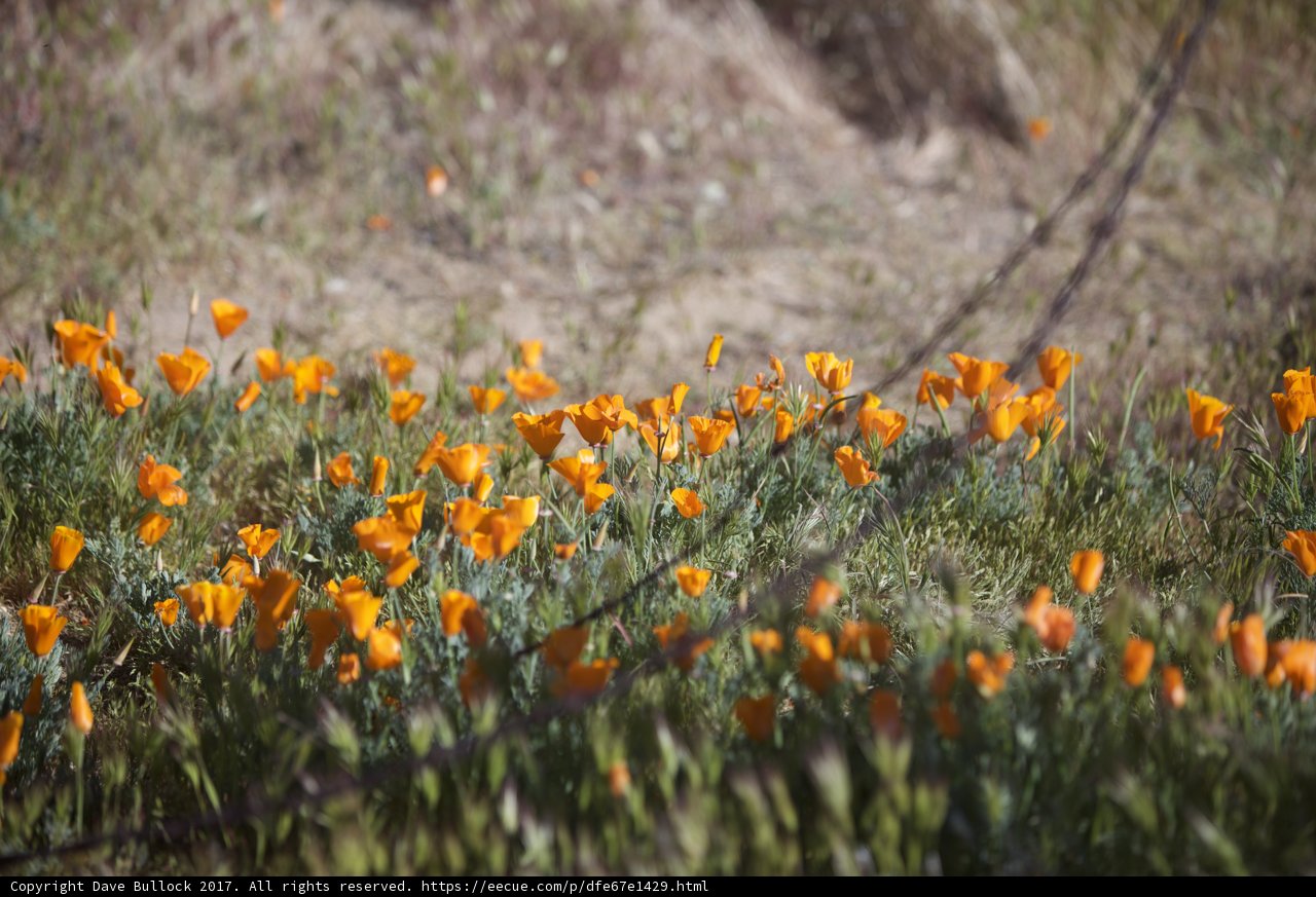 A Field of California Poppies