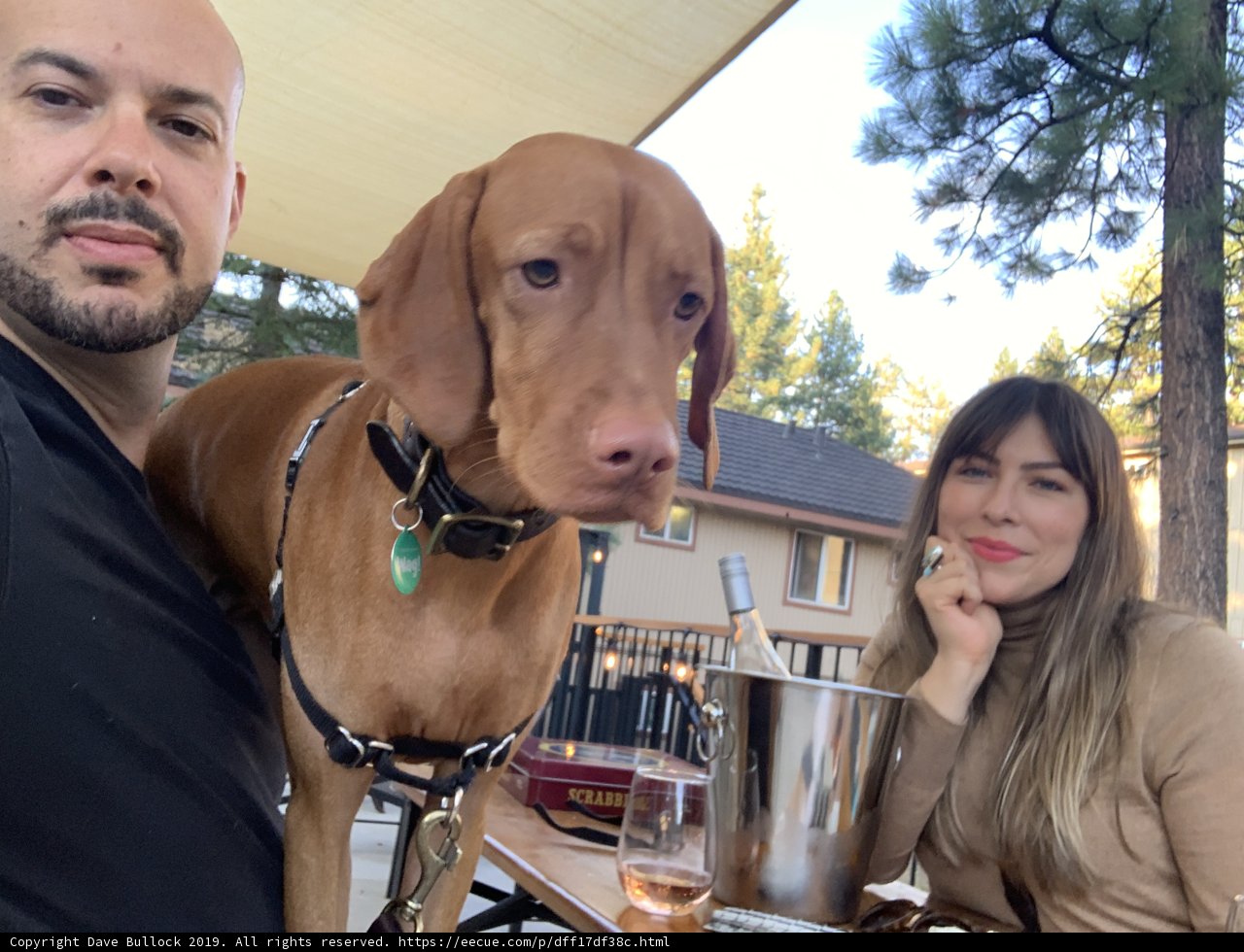 A Night Out with Friends and Furry Companions