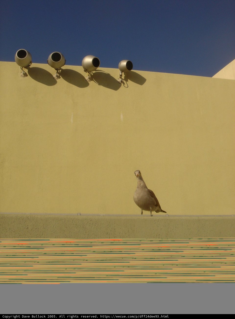 Pigeon's view of the big blue